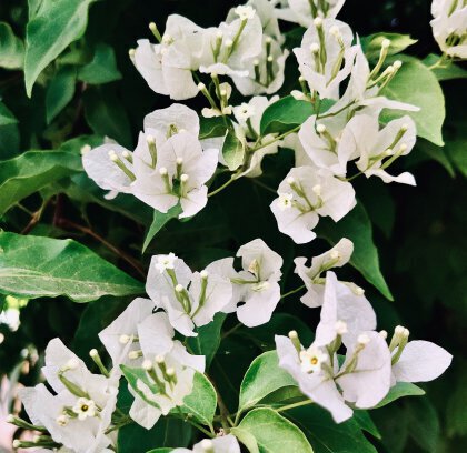 white flowers